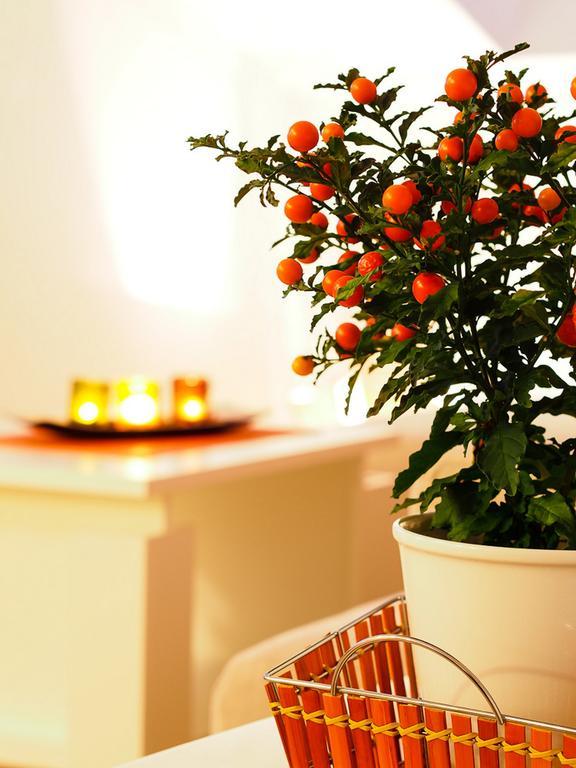 Apartment Anuska Cavtat